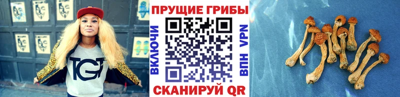 кракен рабочий сайт  Нестеров  Галлюциногенные грибы прущие грибы 
